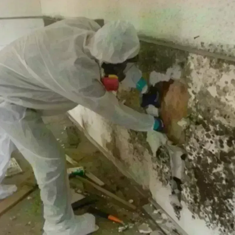 Mold Remediation and Removal in Wymore, NE